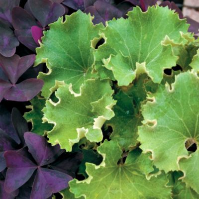 Crested Leopard Plant