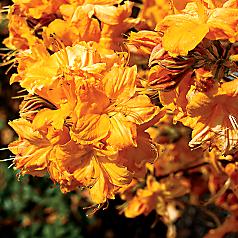 6-foot-tall, 5-foot-wide upright shrub with 1-inch blooms of golden-orange held in large clusters, plus bronzy-red fall foliage.