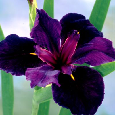 Iris louisiana 