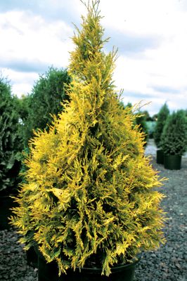 Thuja Yellow Ribbon