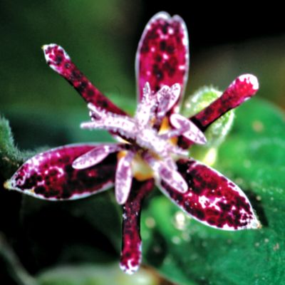 Toad Lily Raspberry Mousse PP#16,257