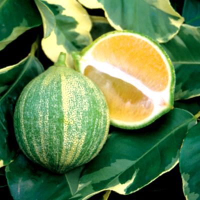 Citrus 'Variegated Lemon'