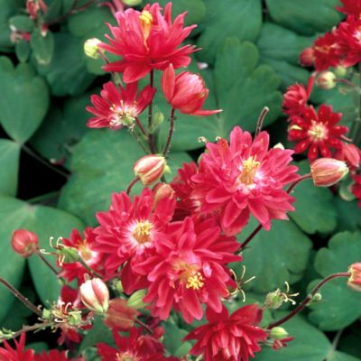 Aquilegia Clementine Red