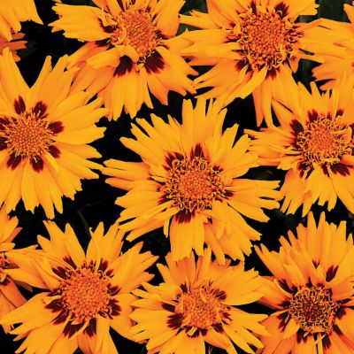 Coreopsis Rising Sun