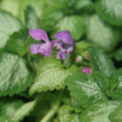 Spotted Nettle Red Nancy