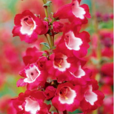 Penstemon Red Rocks<TM>