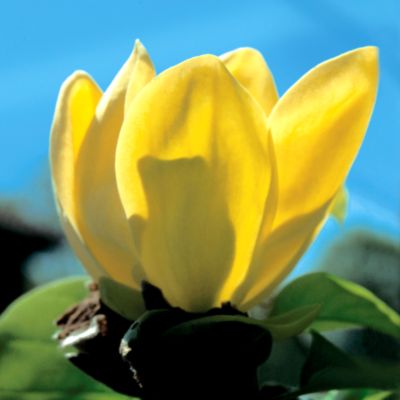 Magnolia Yellow Bird