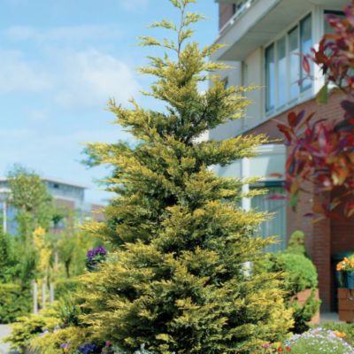 Leyland  Cypress Goldrider