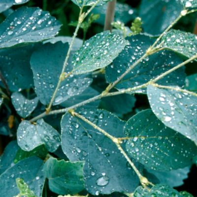 Fothergilla 