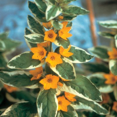 Yellow Loosestrife Golden Alexander PP#13,547