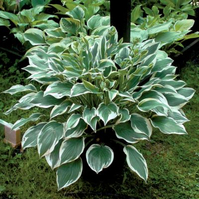 Hosta Chantilly Lace