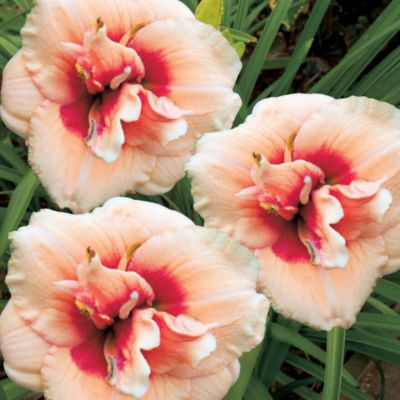 Daylily You Angel You