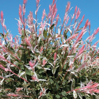 Japanese Willow Flamingo PP#17,490