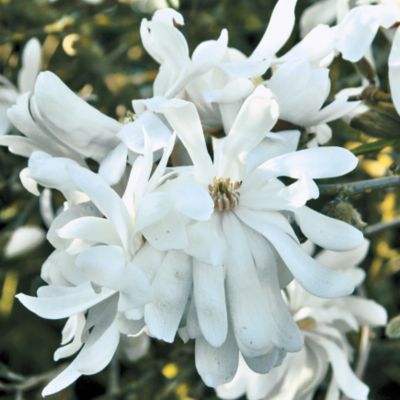 Magnolia Royal Star
