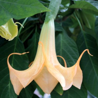 Mail Order Live Angel's Trumpet Annual