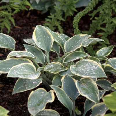 Hosta 