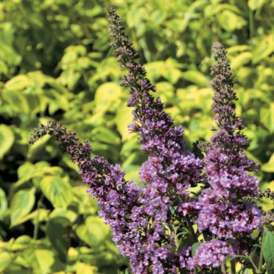 Buddleia Peacock<TM>