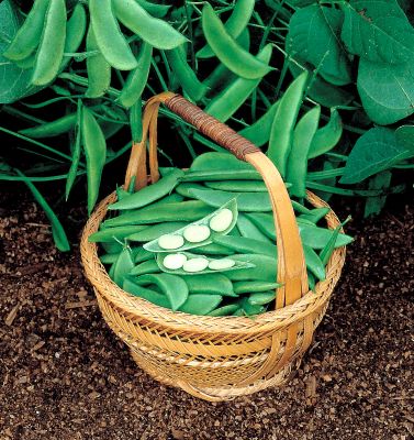 Lima Bean Eastland