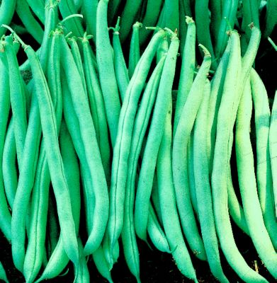 Bean Tendercrop
