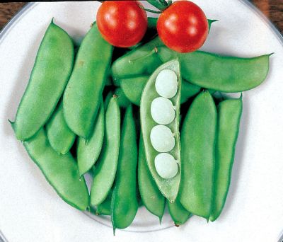 Lima Bean Dixie Butterpea