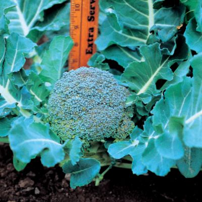 Broccoli Small Miracle Hybrid