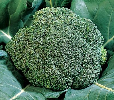 Broccoli 'Early Dividend' Hybrid: A very dark green, tight, rounded head.