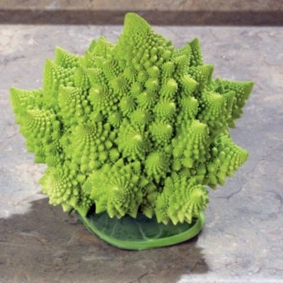 Romanesco Veronica