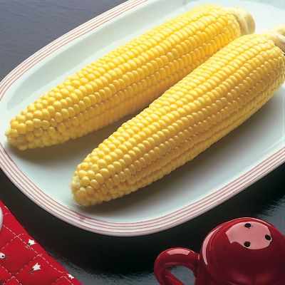Corn Bodacious Hybrid