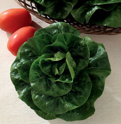Lettuce Baby Star