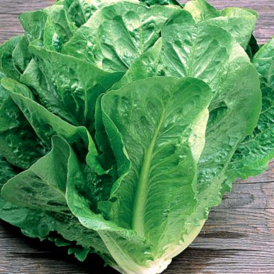 Lettuce Green Towers