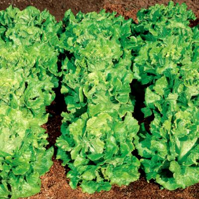 Lettuce Nevada