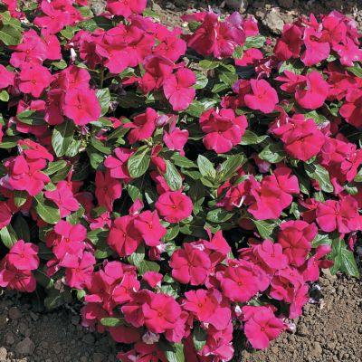 Vinca Cora Burgundy...