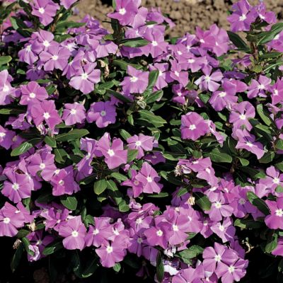 Vinca Cora Lavender...