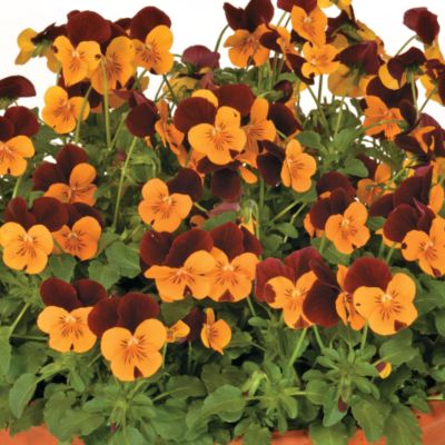 Viola Floral Power Orange Red ...