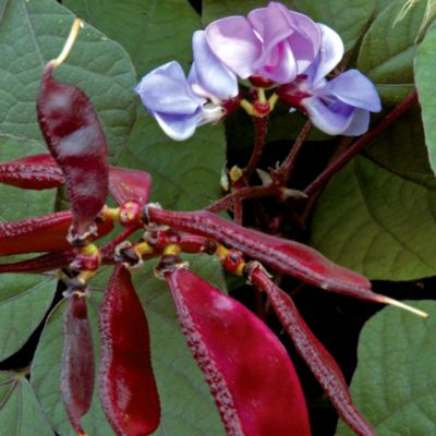 Hyacinth Bean: 3-inch beanpods of ruby-purple arise beneath the blooms on 10-foot twining vines. The lilac-rose flowers arise on long spikes held above the large, deep green foliage.