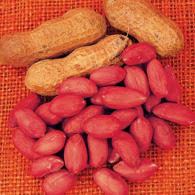 Peanut Virginia Jumbo