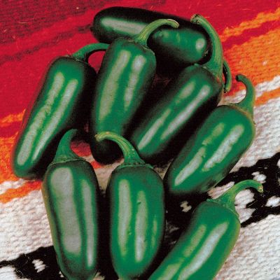 Pepper Jalapeno M