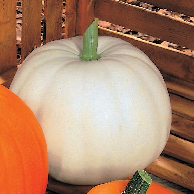 Pumpkin Lumina PVP