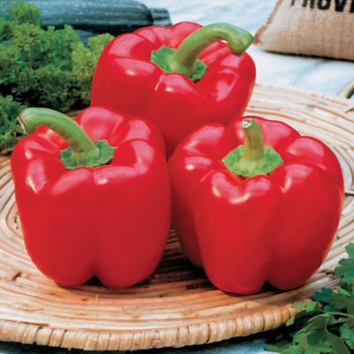 Pepper Karma Hybrid