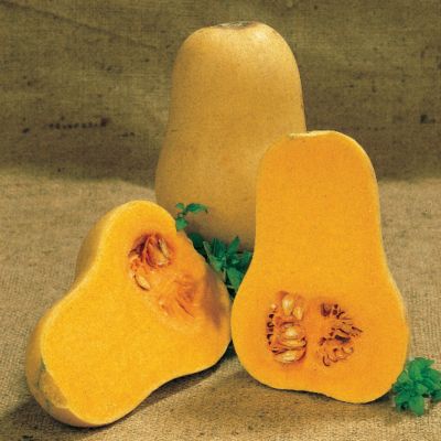 Butternut Winter Squash