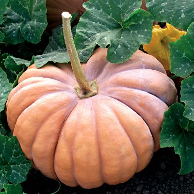 Pumpkin Rumbo Hybrid