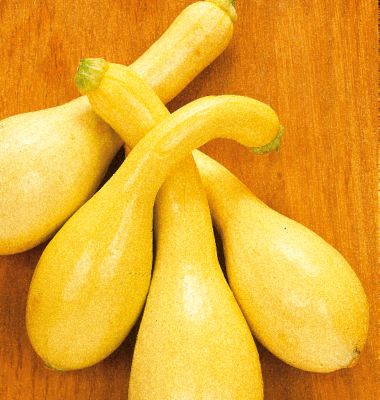 Squash Dixie Hybrid