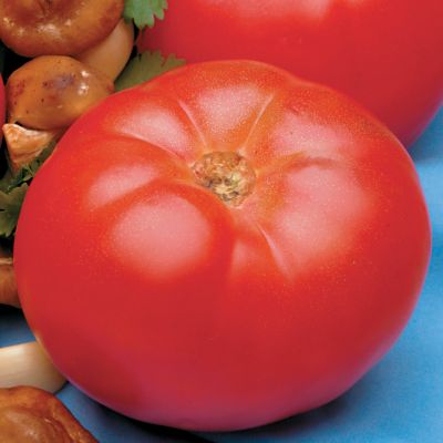 Tomato Beefmaster Hybrid: Massive, round, bright red tomatoes reach 1 1/2 pounds.