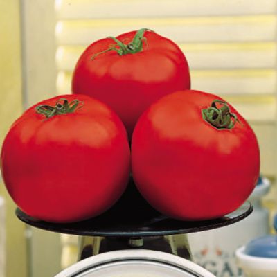 Tomato Beefy Boy Hybrid&trade;: 12- to 16-ounce beefsteak tomato is bright red, rounded, and smooth-shouldered.