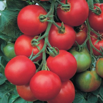 Tomato Tolstoi Hybrid