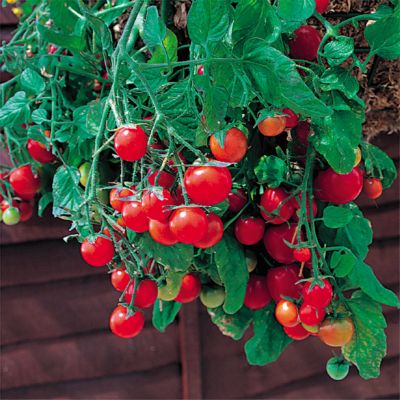 1- to 2-ounce fruits of bright red on prostrate vines 2 feet long, 6 to 8 inches wide.