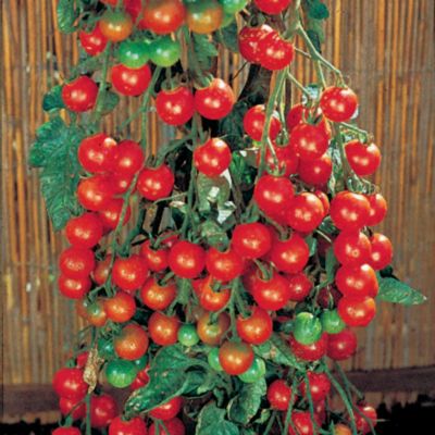 Tomato Supersweet 100 Hybrid