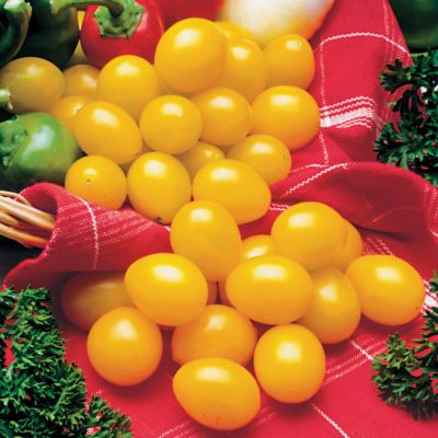 Tomato Ildi