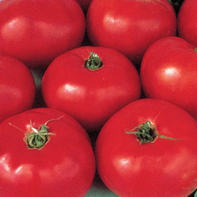 Tomato Jet Star Hybrid