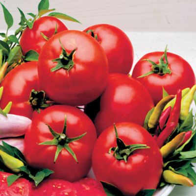 Tomato Fabulous Hybrid